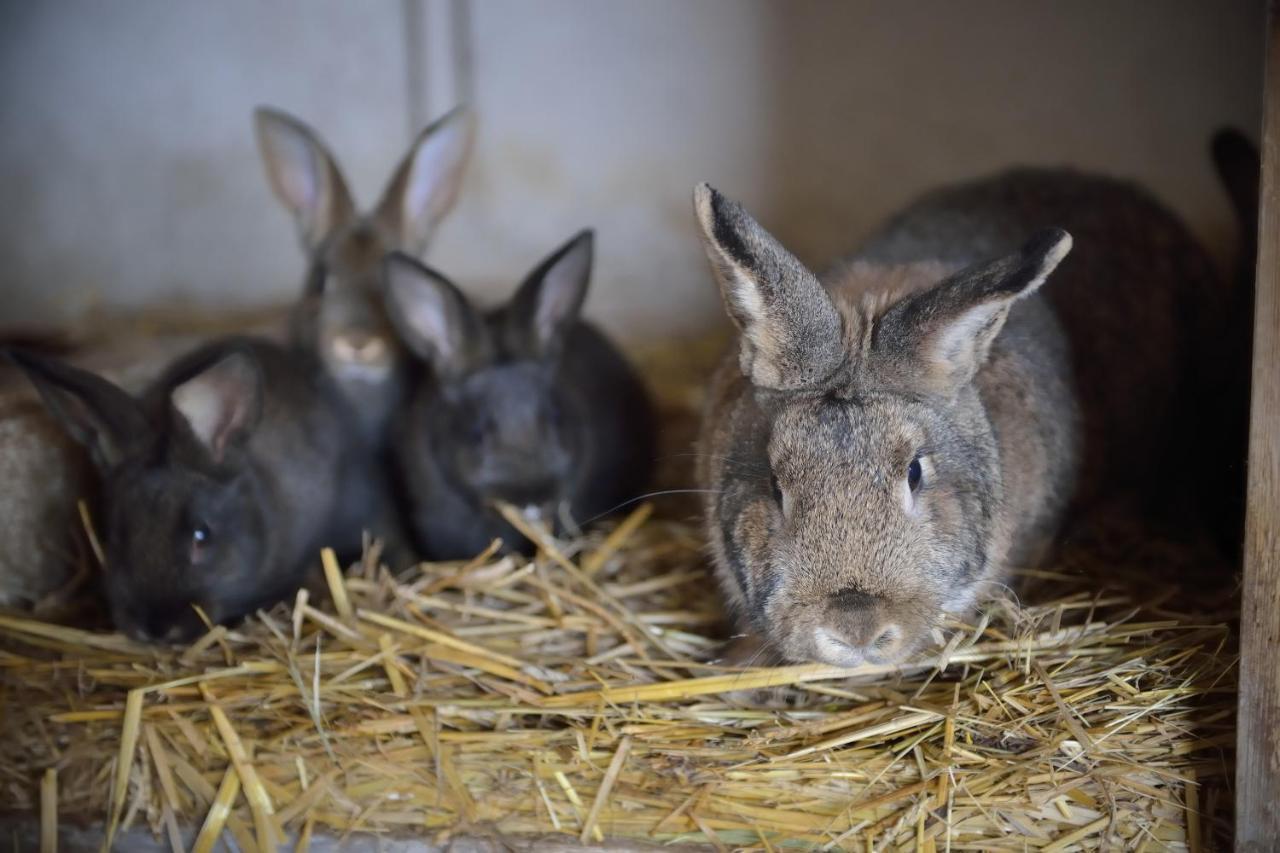PENZION Malá farma Nemojany Kültér fotó